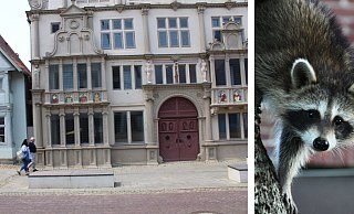 An der Breiten Straße, in der Traufgasse, dem schmalen Durchgang, den auf dem Foto gerade zwei Bürger passieren, saß der kleine Waschbär. Hier wurde das Tier erschlagen. - Vasco Stemmer / Pixabay An der Breiten Straße, in der Traufgasse, dem schmalen Durchgang, den auf dem Foto gerade zwei Bürger passieren, saß der kleine Waschbär. Hier wurde das Tier erschlagen. - Vasco Stemmer / Pixabay