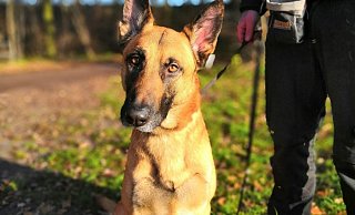 Malinois-Mix Prinz sucht ein neues Zuhause. - Tierheim Gütersloh Malinois-Mix Prinz sucht ein neues Zuhause. - Tierheim Gütersloh