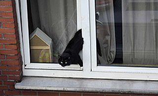 Eingeklemmt: Die Katze steckte in einem angekippten Fenster fest. - Thomas Kube/FFW Eingeklemmt: Die Katze steckte in einem angekippten Fenster fest. - Thomas Kube/FFW