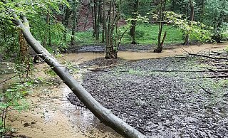 Mit der schönen Natur direkt vor der Haustür kann die Stadt punkten. Die Neue Westfälische lädt ihre Leserinnen und Leser ein, an der Serie „Naturschätze in SHS“ mitzuwirken. Ein Naturschatz wird im Bild gezeigt, und in der Woche darauf wird das Rätsel gelöst. Das Foto ist so aufgenommen, dass der Standort nicht unmittelbar zu erkennen ist. Das wird mal schwieriger sein, mal einfacher. Naturparkführer Otmar Lüke wird Interessantes und Anekdoten beisteuern. Und Sie, liebe Leserinnen und Leser, dürfen gern Ihre Erfahrungen beisteuern. Kennen Sie den Ort? Was verbinden Sie mit ihm? Schreiben Sie uns an shs@nw.de. - Otmar Lüke Mit der schönen Natur direkt vor der Haustür kann die Stadt punkten. Die Neue Westfälische lädt ihre Leserinnen und Leser ein, an der Serie „Naturschätze in SHS“ mitzuwirken. Ein Naturschatz wird im Bild gezeigt, und in der Woche darauf wird das Rätsel gelöst. Das Foto ist so aufgenommen, dass der Standort nicht unmittelbar zu erkennen ist. Das wird mal schwieriger sein, mal einfacher. Naturparkführer Otmar Lüke wird Interessantes und Anekdoten beisteuern. Und Sie, liebe Leserinnen und Leser, dürfen gern Ihre Erfahrungen beisteuern. Kennen Sie den Ort? Was verbinden Sie mit ihm? Schreiben Sie uns an shs@nw.de. - Otmar Lüke