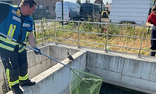 Alleine konnten sich die Tiere nicht aus dem Becken retten. - Privat Alleine konnten sich die Tiere nicht aus dem Becken retten. - Privat