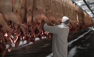 50 Prozent der geschlachteten Schweine bei Tönnies sind für den Export bestimmt. - Symbolfoto/picture alliance 50 Prozent der geschlachteten Schweine bei Tönnies sind für den Export bestimmt. - Symbolfoto/picture alliance