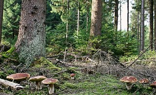 Steinpilze im Fichtenwald – die von Borkenkäfer und Trockenheit besonders gebeutelte Fichte hat 132 verschiedene Pilzpartner. - Jan Preller Steinpilze im Fichtenwald – die von Borkenkäfer und Trockenheit besonders gebeutelte Fichte hat 132 verschiedene Pilzpartner. - Jan Preller