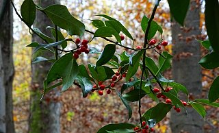 Der Ilex mit seinen roten Beeren macht jede Menge her. Es ist aber verboten, ihn im Wald abzuschneiden. Er gilt nämlich als geschützte Pflanze. - Jan Preller Der Ilex mit seinen roten Beeren macht jede Menge her. Es ist aber verboten, ihn im Wald abzuschneiden. Er gilt nämlich als geschützte Pflanze. - Jan Preller