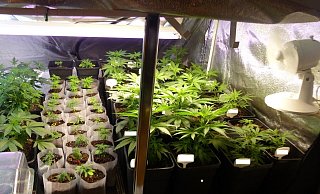 Die Beamten fanden Pflanzen in diversen Wachstumsphasen. - Foto: Polizei Minden-Lübbecke Die Beamten fanden Pflanzen in diversen Wachstumsphasen. - Foto: Polizei Minden-Lübbecke