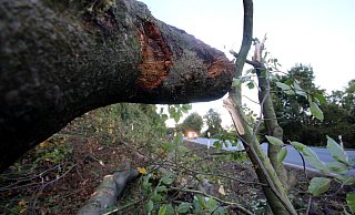 Vertrocknet: An der Bundesstraße 64 zwischen Höxter und Godelheim wurden zahlreiche Buchen gefällt. Sie waren vertrocknet. - David Schellenberg Vertrocknet: An der Bundesstraße 64 zwischen Höxter und Godelheim wurden zahlreiche Buchen gefällt. Sie waren vertrocknet. - David Schellenberg