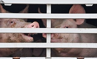 Mastschweine werden in einem Lkw zum Schlachthof transportiert. - Foto: Patrick Pleul/dpa Mastschweine werden in einem Lkw zum Schlachthof transportiert. - Foto: Patrick Pleul/dpa