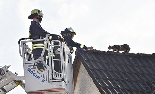 Mit Futter locken die Einsatzkräfte Katze Emy vom Dach in die Katzenbox. - Thomas Kube Mit Futter locken die Einsatzkräfte Katze Emy vom Dach in die Katzenbox. - Thomas Kube
