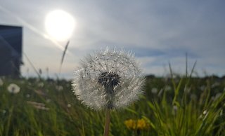Der April war der sonnenscheinreichste, der in Drenke gemessen wurde. - Madita Schellenberg Der April war der sonnenscheinreichste, der in Drenke gemessen wurde. - Madita Schellenberg