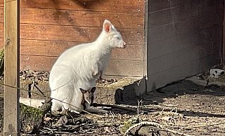 Neugierig wirft das kleine Känguru schon einmal einen Blick aus Mama Elsas Beutel heraus. Es hat - im Gegensatz zu seiner Albino-Mutter - offensichtlich braunes Fell. - Natalie Gottwald Neugierig wirft das kleine Känguru schon einmal einen Blick aus Mama Elsas Beutel heraus. Es hat - im Gegensatz zu seiner Albino-Mutter - offensichtlich braunes Fell. - Natalie Gottwald