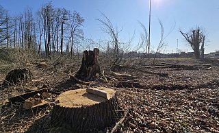 Ende Februar hat die Stadt Bäume an der Schloßstraße in Hunnebrock fällen lassen. - Gerald Dunkel Ende Februar hat die Stadt Bäume an der Schloßstraße in Hunnebrock fällen lassen. - Gerald Dunkel