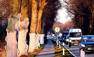 Umweltaktivisten haben die Bäume entlang der B61 vor einigen Monaten bemalt. - Andreas Frücht Umweltaktivisten haben die Bäume entlang der B61 vor einigen Monaten bemalt. - Andreas Frücht