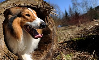 Collie Herby guckt aus einem ausgehöhlten Baumstumpf im Harz. Auf dem eingezäunten Gelände des Hundewaldes dürfen die Tierbesitzer ihre Lieblinge unangeleint laufen lassen. - picture-alliance/dpa Collie Herby guckt aus einem ausgehöhlten Baumstumpf im Harz. Auf dem eingezäunten Gelände des Hundewaldes dürfen die Tierbesitzer ihre Lieblinge unangeleint laufen lassen. - picture-alliance/dpa