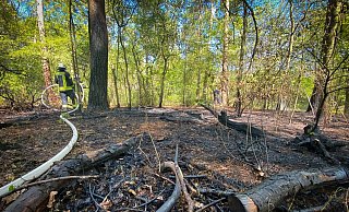 Im Kiefern-Buchenwald am Löfflerweg ist das Feuer ausgebrochen. Trockner Waldboden, altes Laub und Totholz brannten wie Zunder. Ob der Brand durch spielende Kinder ausgelöst wurde, muss die Polizei noch klären. - Mike-Dennis Müller Im Kiefern-Buchenwald am Löfflerweg ist das Feuer ausgebrochen. Trockner Waldboden, altes Laub und Totholz brannten wie Zunder. Ob der Brand durch spielende Kinder ausgelöst wurde, muss die Polizei noch klären. - Mike-Dennis Müller