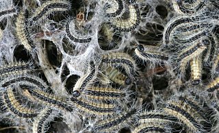 Haarige Angelegenheit: Die Raupen des Eichen-Prozessionsspinners wollen eigentlich nur harmlose Nachtfalter werden. - ddp Haarige Angelegenheit: Die Raupen des Eichen-Prozessionsspinners wollen eigentlich nur harmlose Nachtfalter werden. - ddp