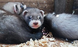 Klein und frech und niedlich: die Frettchen im Wildpark Neuhaus. - Wildpark Klein und frech und niedlich: die Frettchen im Wildpark Neuhaus. - Wildpark
