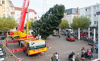 Viele Schaulustige verfolgen Anlieferung und Aufbau des gewaltigen Weihnachtsbaums, der an der "Herforder Himmelspforte" zum Blickfang des Weihnachtslichtes werden soll. - Ralf Bittner Viele Schaulustige verfolgen Anlieferung und Aufbau des gewaltigen Weihnachtsbaums, der an der "Herforder Himmelspforte" zum Blickfang des Weihnachtslichtes werden soll. - Ralf Bittner