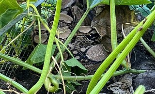 So fand die Herforderin die Schlange in ihrem Garten. Mitten in einem Komposthaufen, neben einem Kürbisbeet. - Polizei Herford So fand die Herforderin die Schlange in ihrem Garten. Mitten in einem Komposthaufen, neben einem Kürbisbeet. - Polizei Herford