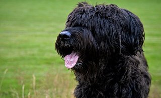Vier Briards des Mannes hatten eine Joggerin attackiert, daraufhin wurden ihm die Hunde entzogen. - (Symbolbild) Pixabay Vier Briards des Mannes hatten eine Joggerin attackiert, daraufhin wurden ihm die Hunde entzogen. - (Symbolbild) Pixabay