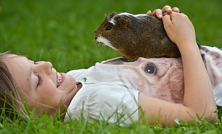 Meerschweinchen gehören zu den beliebtesten Haustieren. Dabei ist diese Rasse für Kinder gar nicht geeignet – wie auch kaum ein anderes Kleintier. - Patrick Pleul Meerschweinchen gehören zu den beliebtesten Haustieren. Dabei ist diese Rasse für Kinder gar nicht geeignet – wie auch kaum ein anderes Kleintier. - Patrick Pleul