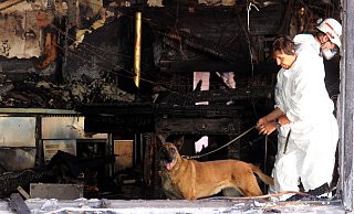 Nach einem Großbrand in Brakel ist ein Brandmittelspürhund im Einsatz wie dieser hier, der im vergangenen Jahr in Herford eine Brandruine nach Brandbeschleunigern abschnüffelte. - Claus Frickemeier Nach einem Großbrand in Brakel ist ein Brandmittelspürhund im Einsatz wie dieser hier, der im vergangenen Jahr in Herford eine Brandruine nach Brandbeschleunigern abschnüffelte. - Claus Frickemeier