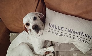 Lina hat ein neues Zuhause gefunden. Nach langer Reise ist sie in Halle heimisch geworden. - Nicole Ebel Lina hat ein neues Zuhause gefunden. Nach langer Reise ist sie in Halle heimisch geworden. - Nicole Ebel