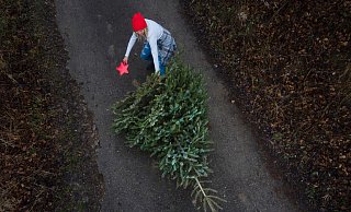 Wohin mit dem alten Weihnachtsbaum? Hier gibt es die Abholtermine im Kreis Gütersloh im Überblick. - picture alliance Wohin mit dem alten Weihnachtsbaum? Hier gibt es die Abholtermine im Kreis Gütersloh im Überblick. - picture alliance