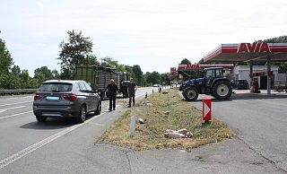 Einige der Ferkel kauerten sich nach dem Unfall in den Straßengraben. - Polizei Höxter Einige der Ferkel kauerten sich nach dem Unfall in den Straßengraben. - Polizei Höxter