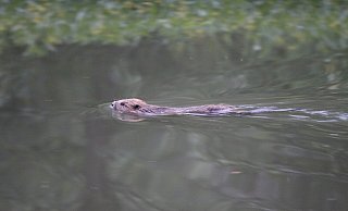 Guter Schwimmer: Der Biber in der Warburger Diemel auf der Suche nach Baumaterial für seine Burg. - Hermann Ludwig Guter Schwimmer: Der Biber in der Warburger Diemel auf der Suche nach Baumaterial für seine Burg. - Hermann Ludwig