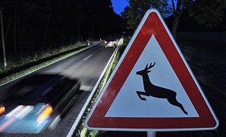 Ein Verkehrsschild warnt vor Wildwechsel. (Symbolbild) - picture alliance/dpa Ein Verkehrsschild warnt vor Wildwechsel. (Symbolbild) - picture alliance/dpa