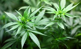 Ein Rauchmelder konnte offenbar das kleine Zeltgewächshaus für Cannabispflanzen nicht mehr riechen. - Symbolfoto: pixabay / Creative Commons Ein Rauchmelder konnte offenbar das kleine Zeltgewächshaus für Cannabispflanzen nicht mehr riechen. - Symbolfoto: pixabay / Creative Commons