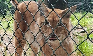 Der Luchs Linus ist bald nicht mehr im Herforder Tierpark. - Tierpark Herford Der Luchs Linus ist bald nicht mehr im Herforder Tierpark. - Tierpark Herford