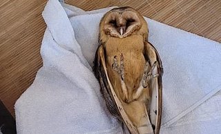 Die Tiere in Bielefeld sind in großer Not. - Wildtierhilfe Bielefeld Die Tiere in Bielefeld sind in großer Not. - Wildtierhilfe Bielefeld