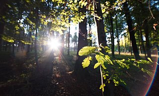 Was aus eigener Kraft Am Holsterberg wächst, darf auch wachsen. - Ave Natura Was aus eigener Kraft Am Holsterberg wächst, darf auch wachsen. - Ave Natura