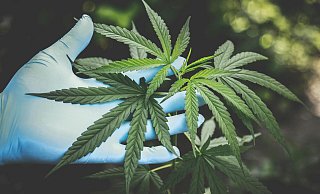 Die NW war im Cannabis-Club in Herford vor Ort und hat sich über den aktuellen Stand informiert. | Symbolbild - Pexels | Aphiwat chuangchoem Die NW war im Cannabis-Club in Herford vor Ort und hat sich über den aktuellen Stand informiert. | Symbolbild - Pexels | Aphiwat chuangchoem