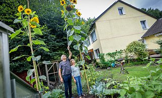 Werner und Barbara Blauth in ihrem Garten mit der 4,27 Meter großen Sonnenblume. - Sarah Jonek Werner und Barbara Blauth in ihrem Garten mit der 4,27 Meter großen Sonnenblume. - Sarah Jonek