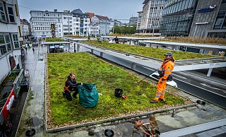 Gärtnerarbeiten auf dem Dach der Jahnplatz-Haltestellen - Sarah Jonek / Jonek Fotografie Gärtnerarbeiten auf dem Dach der Jahnplatz-Haltestellen - Sarah Jonek / Jonek Fotografie
