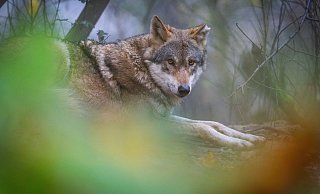 Nicht nur im Tierpark Olderdissen gibt es Wölfe, zunehmend streifen Tiere auch durch OWL. Der neue, hohe Zaun verhindert deren Eindringen. - Sarah Jonek Nicht nur im Tierpark Olderdissen gibt es Wölfe, zunehmend streifen Tiere auch durch OWL. Der neue, hohe Zaun verhindert deren Eindringen. - Sarah Jonek