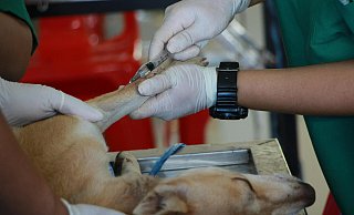 Ein Tierheilpraktiker spritzt einem Hund eine Injektion. Die Bielefelder Justiz beschäftigt in einem aktuellen Fall die Frage der fachgerechten Einschläferung. - Symbolfoto: Pranidchakan Boonrom/Pexels Ein Tierheilpraktiker spritzt einem Hund eine Injektion. Die Bielefelder Justiz beschäftigt in einem aktuellen Fall die Frage der fachgerechten Einschläferung. - Symbolfoto: Pranidchakan Boonrom/Pexels
