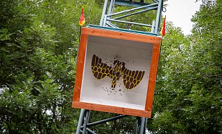Wer holt den Adler von der Stange? In Paderborn findet das Königsschießen traditionell am Schützenfest-Montag statt. Im Kreis Paderborn pflegt jeder Schützenverein seine eigene Tradition. - Niklas Tüns Wer holt den Adler von der Stange? In Paderborn findet das Königsschießen traditionell am Schützenfest-Montag statt. Im Kreis Paderborn pflegt jeder Schützenverein seine eigene Tradition. - Niklas Tüns