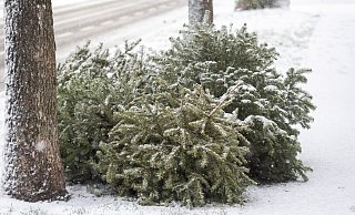 Nach dem Weihnachtsfest muss die Tanne entsorgt werden. - Niklas Tüns Nach dem Weihnachtsfest muss die Tanne entsorgt werden. - Niklas Tüns