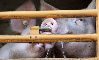 Ein Schweinetransporter war Anfang März in Stemwede auf die Seite gekippt, zehn Schweine starben. - picture alliance / dpa Ein Schweinetransporter war Anfang März in Stemwede auf die Seite gekippt, zehn Schweine starben. - picture alliance / dpa