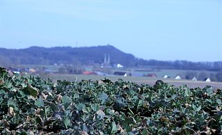 Noch sind die Rapspflanzen im Kreis Höxter sehr klein - in kaum zwei Monaten tauchen sie die Region in ein gold-gelbes Meer. - David Schellenberg Noch sind die Rapspflanzen im Kreis Höxter sehr klein - in kaum zwei Monaten tauchen sie die Region in ein gold-gelbes Meer. - David Schellenberg