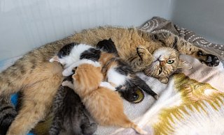 Das Tierheim in Paderborn kommt an seine Grenzen. Der Großteil der Katzen, die ein neues Zuhause brauchen, seien tragend oder Mütter mit ihren Kitten, so die Leiterin. - Niklas Tüns Das Tierheim in Paderborn kommt an seine Grenzen. Der Großteil der Katzen, die ein neues Zuhause brauchen, seien tragend oder Mütter mit ihren Kitten, so die Leiterin. - Niklas Tüns
