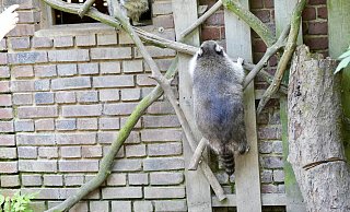 Kletterkünstler: Dieser zahme Waschbär zeigt, wie gut die Tiere etwa an einer Fassade hochklettern können. - Peter Unger Kletterkünstler: Dieser zahme Waschbär zeigt, wie gut die Tiere etwa an einer Fassade hochklettern können. - Peter Unger
