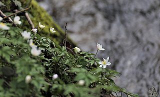 Das Buschwindröschen zählt die den ersten Frühlingsblühern.?Foto: Simone Flörke - Simone Flörke Das Buschwindröschen zählt die den ersten Frühlingsblühern.?Foto: Simone Flörke - Simone Flörke