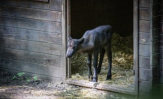 Hoppla, hier komme ich! Das Rentier-Kälbchen erkundet neugierig sein Gehege. - Daniel Salmon Hoppla, hier komme ich! Das Rentier-Kälbchen erkundet neugierig sein Gehege. - Daniel Salmon