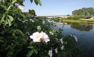 Auch wenn die Weser, hier an der Weserbrücke Höxter, idyllisch dahinfließt – sie ist stark mit Chlorid, Calium und Magnesium belastet. - David Schellenberg Auch wenn die Weser, hier an der Weserbrücke Höxter, idyllisch dahinfließt – sie ist stark mit Chlorid, Calium und Magnesium belastet. - David Schellenberg