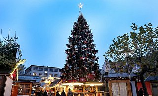 So schön leuchtete die große Tanne auf dem Alten Markt im vergangenen Jahr. - Frank-Michael Kiel-Steinkamp So schön leuchtete die große Tanne auf dem Alten Markt im vergangenen Jahr. - Frank-Michael Kiel-Steinkamp