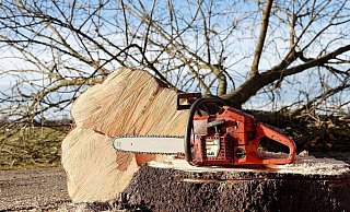Der Mann plante einen toten Baum zu fällen. Dabei wurde er schwer verletzt. - Pixabay/W. Franz Der Mann plante einen toten Baum zu fällen. Dabei wurde er schwer verletzt. - Pixabay/W. Franz